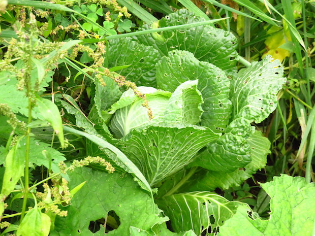 Wirsing, auch malträtiert, aber ... juhuuu!