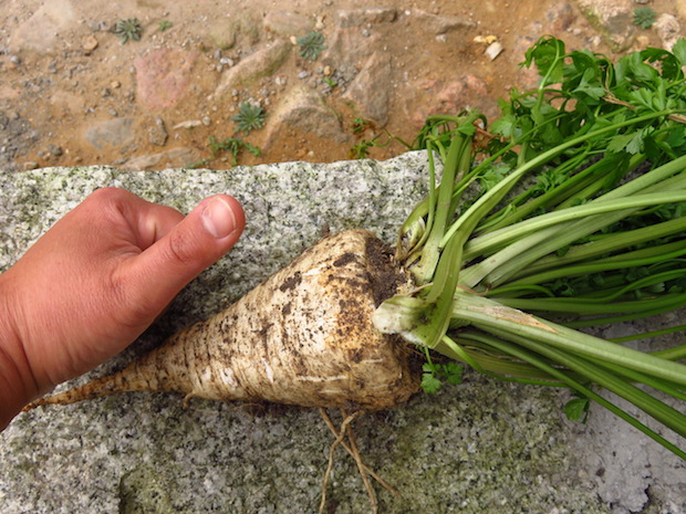 DAS ist 'ne Wurzelpetersilie was? Andere verkaufen Pastinaken in der der Größe!