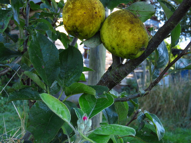 Ananasrenette mit Blüte und Frucht