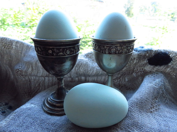 gruenleger-gruene-eier