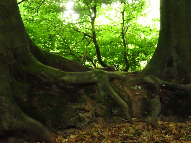 Bäume halten Händchen