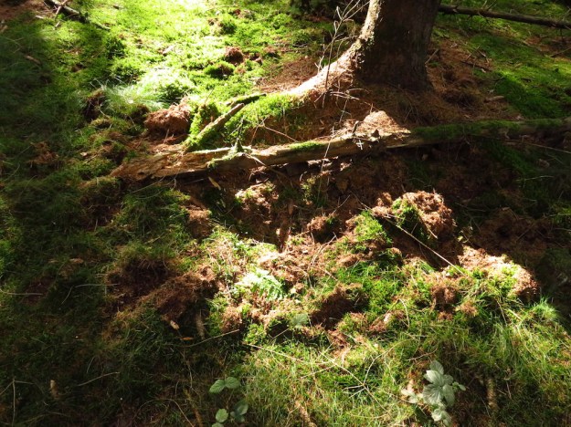 Hier haben Wildschweine gewühlt