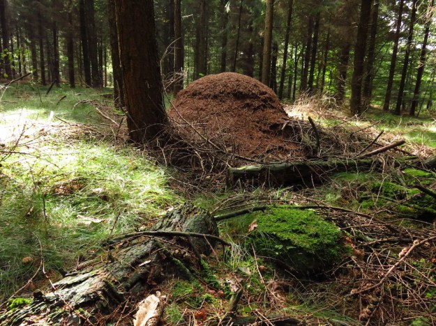 Ein beachtlicher Ameisenhaufen