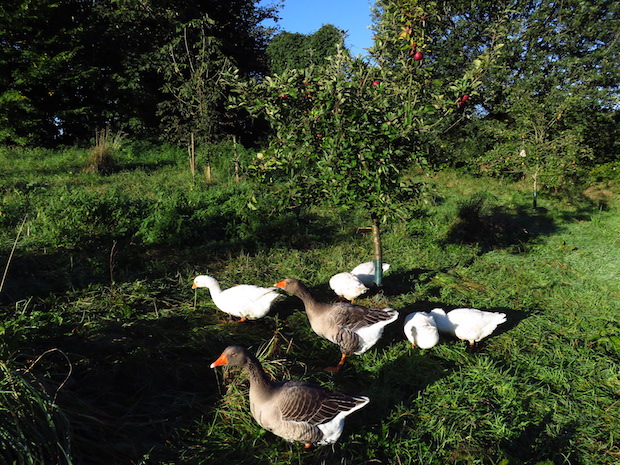 Gänse warten auf Fallobst