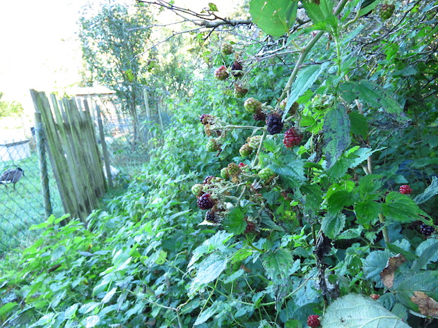 Letzte Brombeeren mit Kanadagans