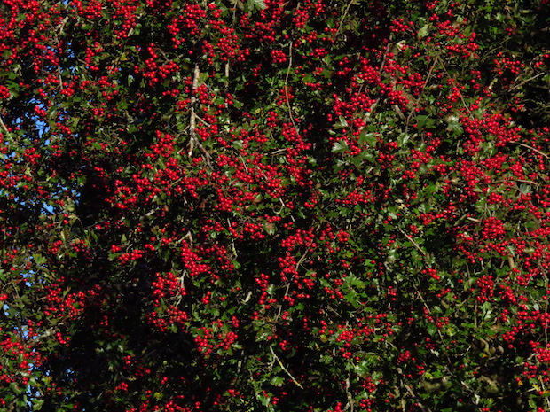 Weißdorn, dieses Jahr will ich ihn verwerten - sofern die Vögel nicht wieder schneller sind.