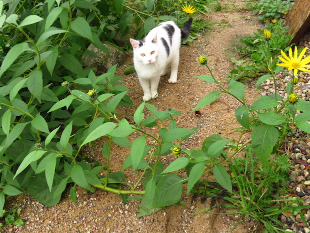 Helianthi und Katze