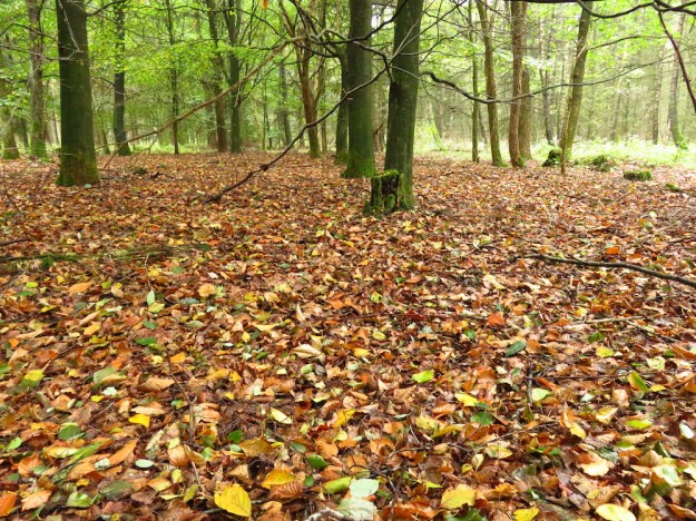 Ausnahmsweise ein Stück Laubwald