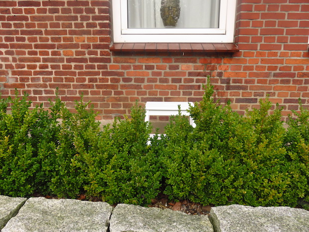 Fenster putzen am Altbau