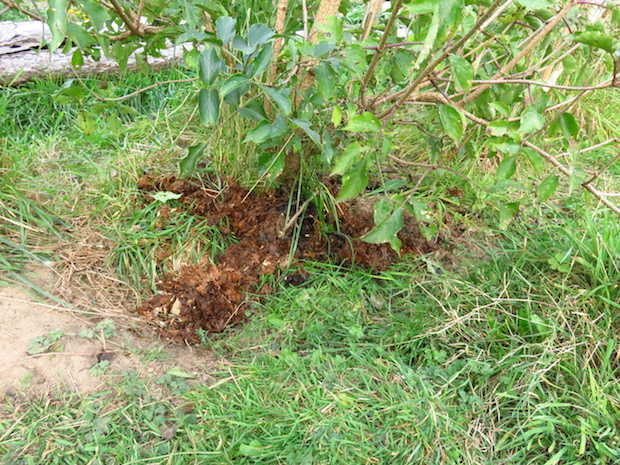 kaninchenmist-holunder