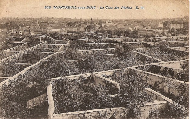 Le Clos de Peches: Pfirsich-Anbau vor Mauern, geschützte Lage und Wärmerückstrahlung