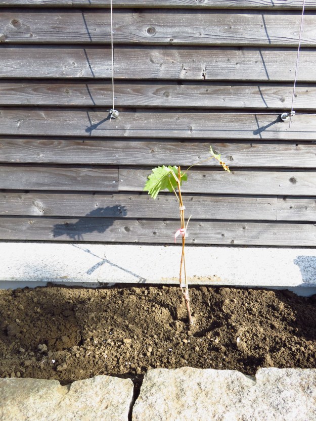 Velez im Hochbeet direkt am Haus