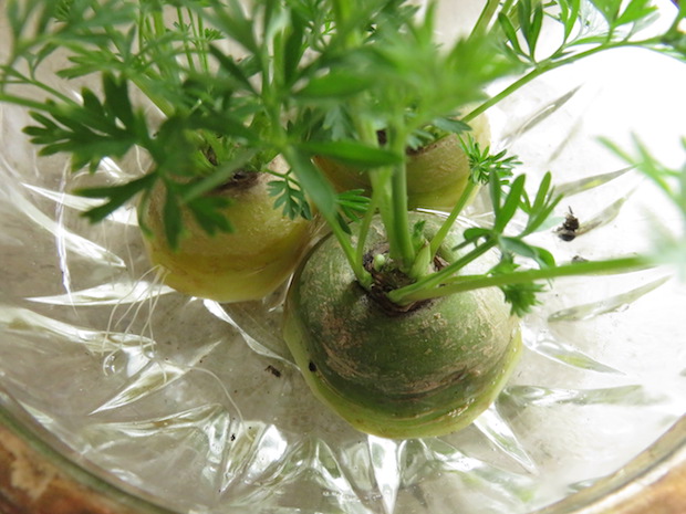 wurzeln-zweites-leben