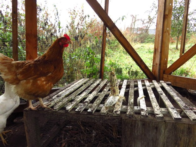 beschaeftigung-huehner