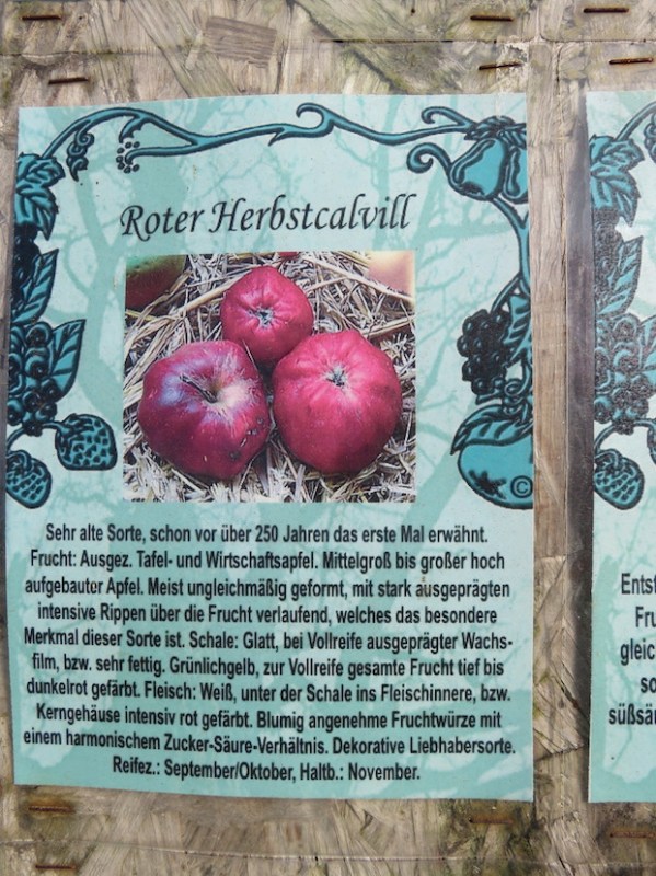 Diese Sortenbeschreibung und das Foto führten dazu, dass meine Tante den Apfel der am Golfplatz wächst und von dem sie schwärmte, als 'Roten Herbstcalvill' identifizieren konnte.