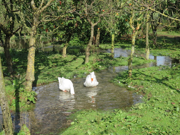 Apfeltage bei Schwerdtfegers