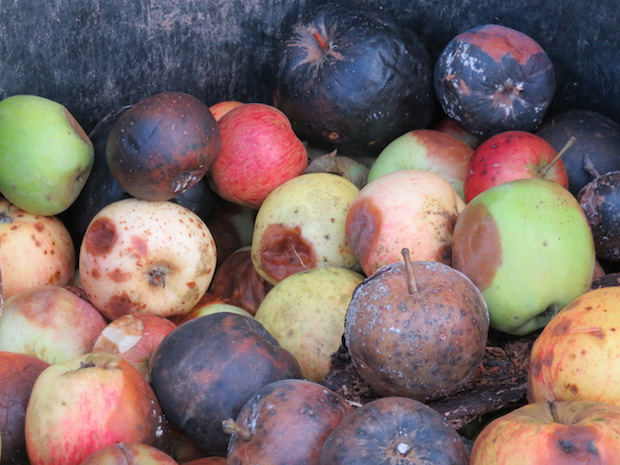 Rottendes Obst, morbider Charme