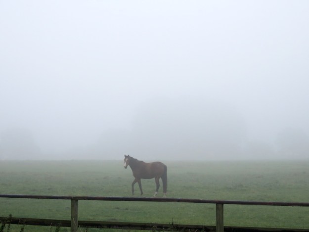 Nebel im Herbst mit Pferd