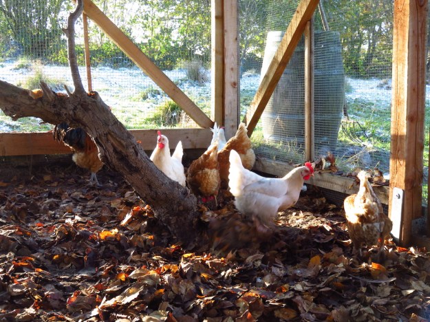 Aufstallungspflicht erträglicher machen