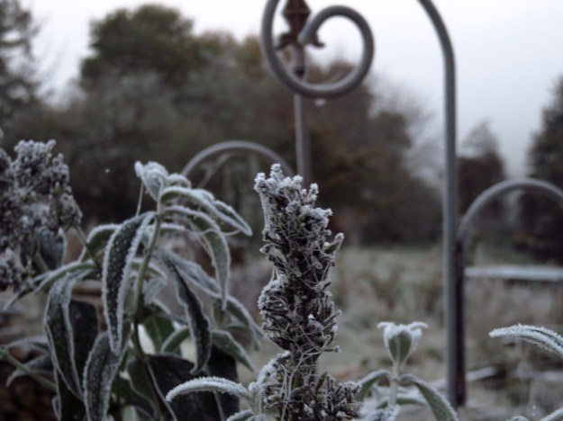 Schmetterlingsflieder