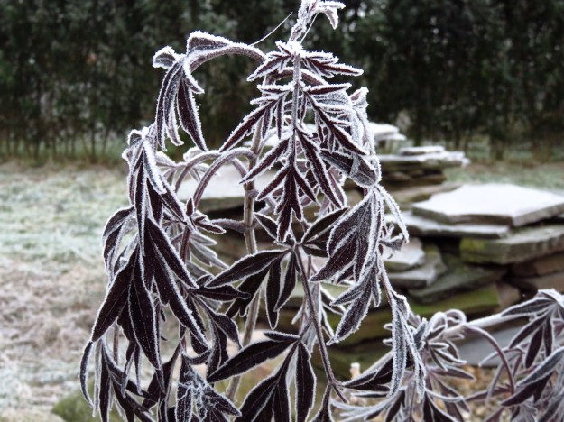 Holunder 'Black Lace'