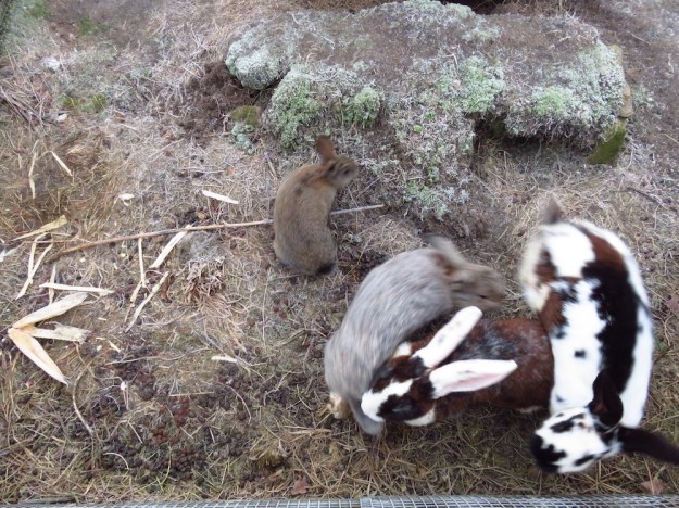 Leben im Kaninchengehege - immerhin.