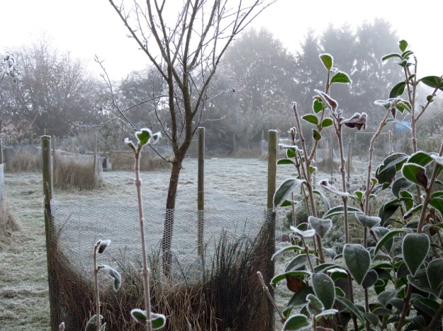 Das Entengehege, wie ausgestorben
