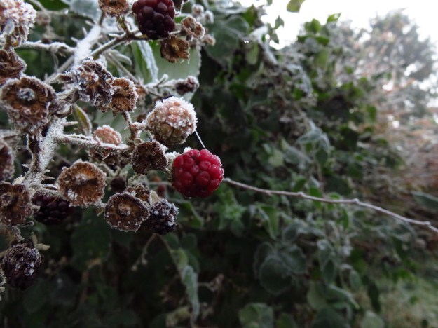 Gefrostete Brombeeren