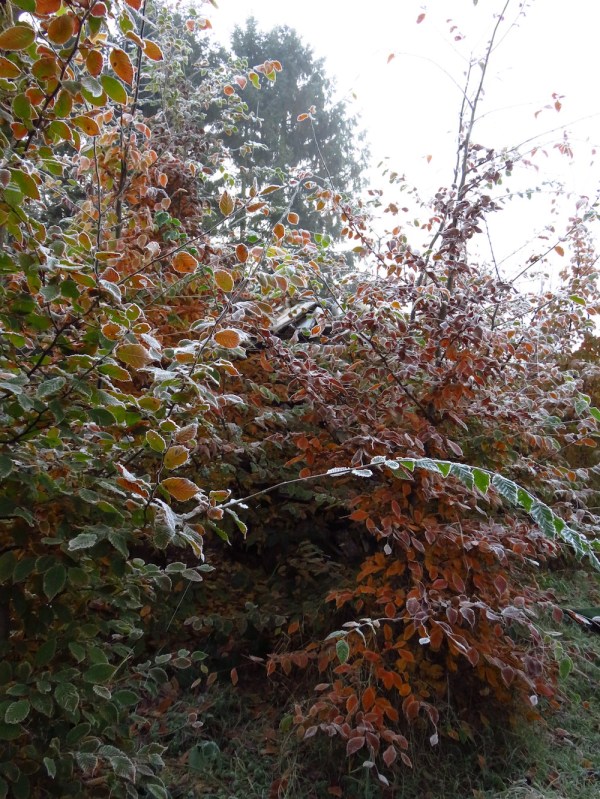 Hält der Baum die Blätter lang, macht ein später Winter bang.