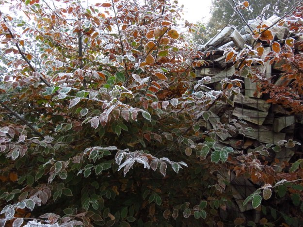 Hainbuchen mit buntem Laub