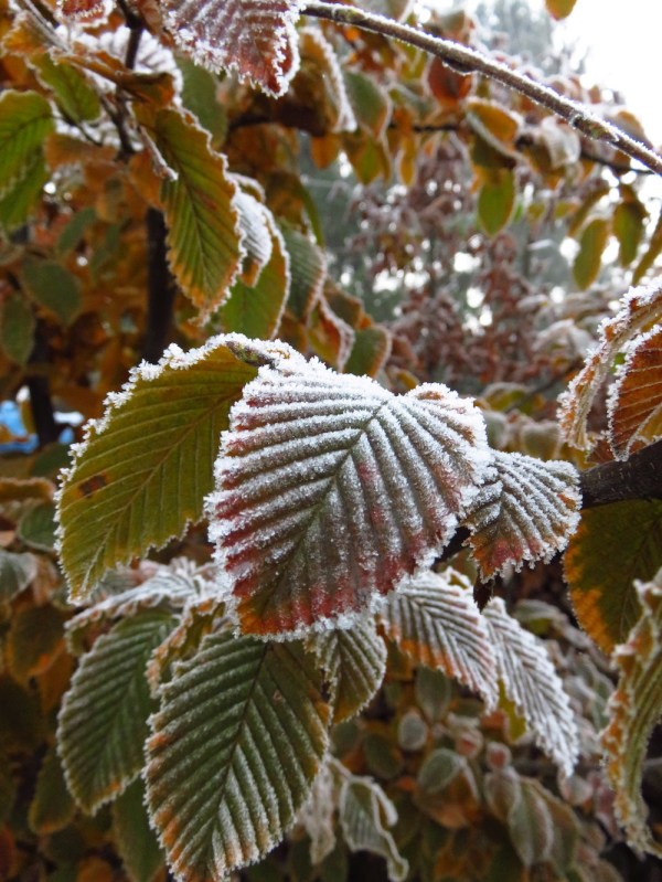 Hängt's Laub in den November rein, wird der Winter lange sein.