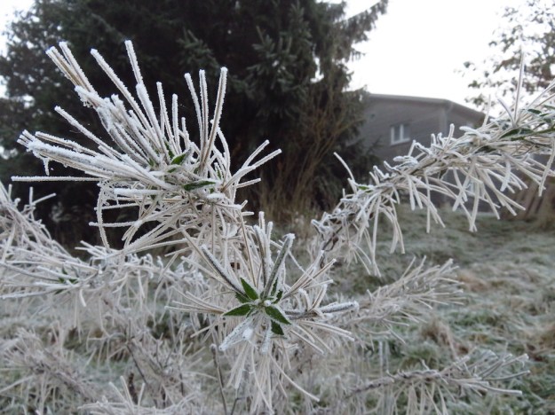 Landidyllisches Unkraut mit Eiskristallen