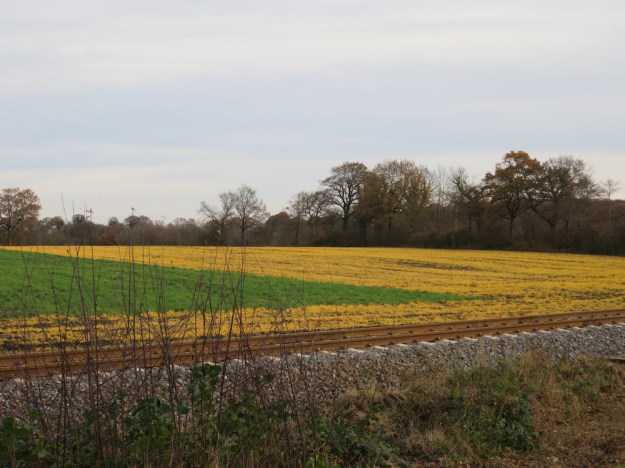 Mit Gift gespritzter Acker, zur Hälfte schon abgestorben