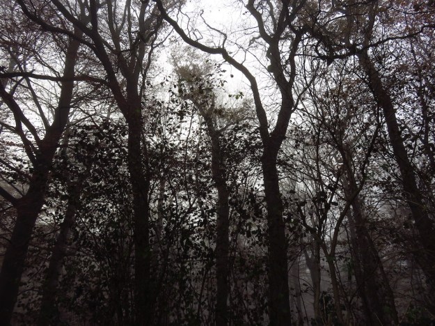 Nebelwald im November