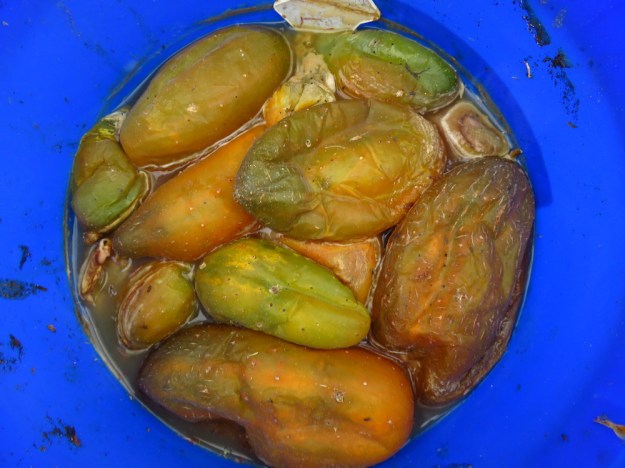 'Extra Early Green Prolific'