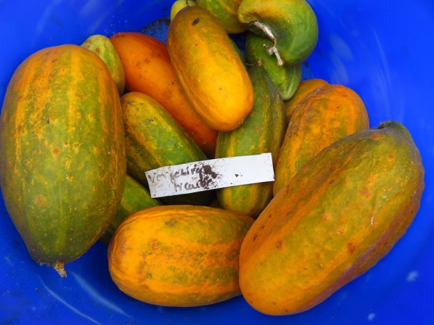 Einlegegurke 'Vorgebirgstraube'