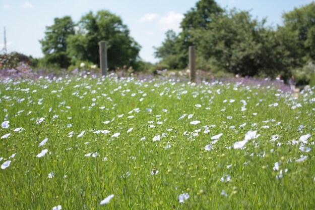 Bei Leinsamen sollte man unbedingt auf Bio-Qualität achten. Aus den Hauptexportländern kommen immer wieder mit gentechnisch verändertem Lein verunreinigte Chargen ins Land, obwohl diese auch dort nicht mehr zugelassen sind. Tanz mit dem Teufel.