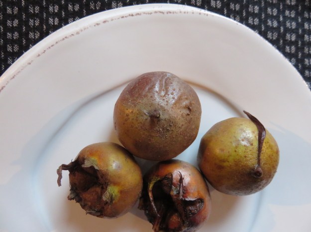 Echte (deutsche) Mispeln