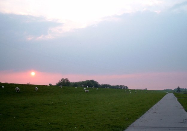 Schafe auf dem Deich