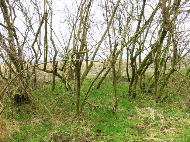 Jede Menge Holunder - und dahinter das Maisfeld