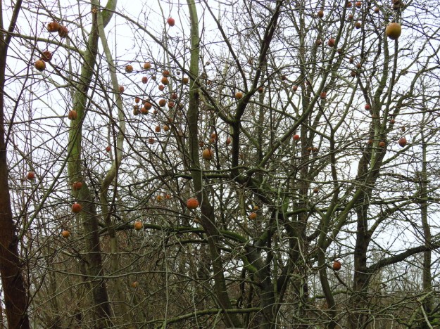 Apfelbaum mit roten Kugeln im Winter