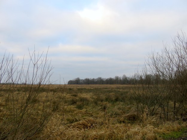 Feuchte Wiesen mit Wollgras und Rohrkolben