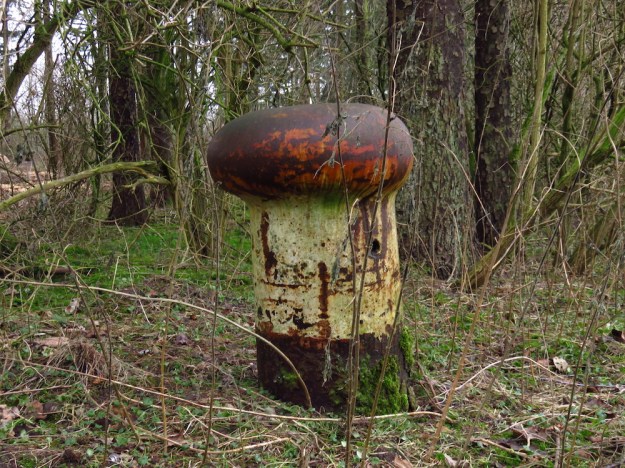 Ein Pilz! Ein echter Poller-Pilz.