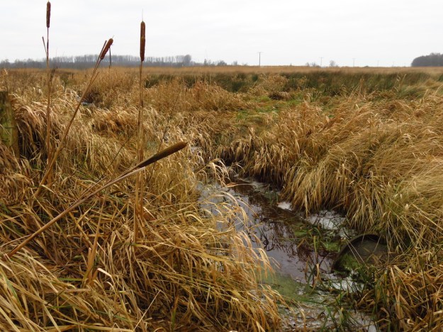 Spülfelder im Januar