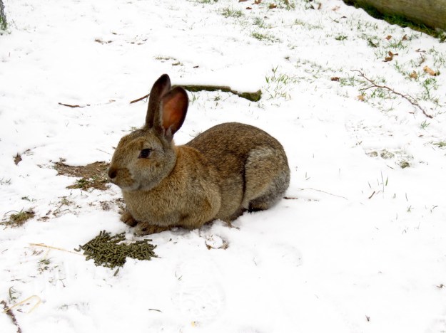 kaninchen-im-schnee