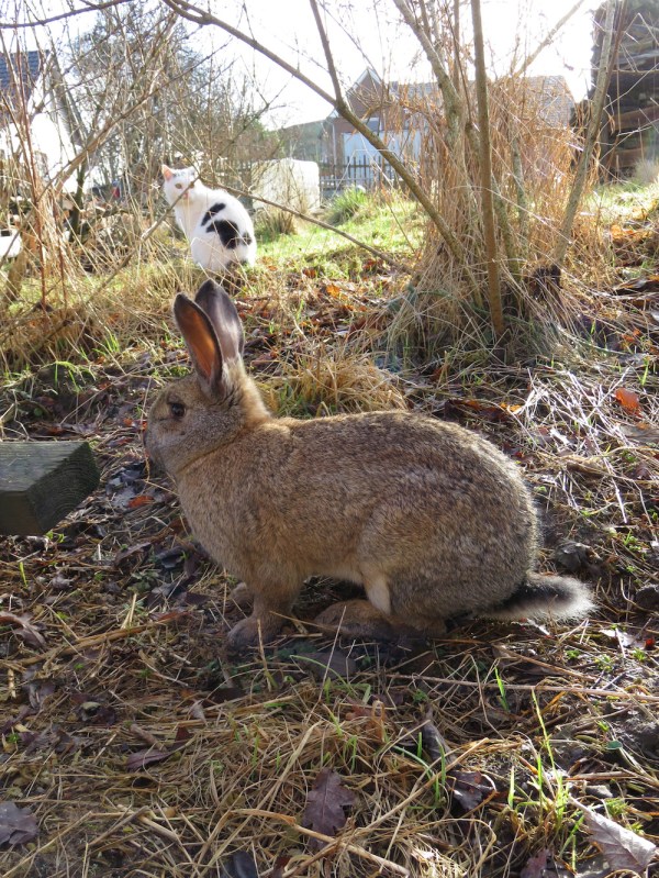 kaninchen-katze