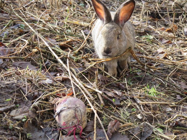 kaninchen-rote-bete