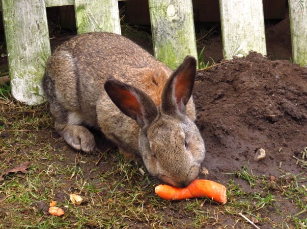 kaninchenfruehstueck
