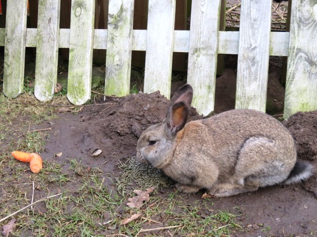 morgendliche-karotte