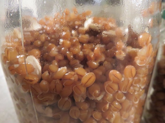 pilzexperimente mit Körnerbrut